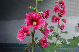 小时光蜀葵花 四