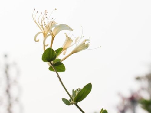 金银花开 王斌