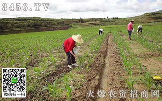 玉米追肥是雨前还是雨后好 用什么肥好 追肥时间 数量 方法