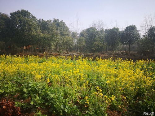 3月春暖花开 下乡看油菜花