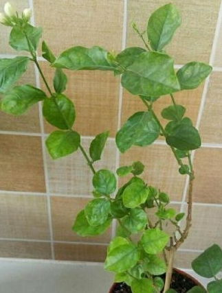 茉莉花花期有多长时间