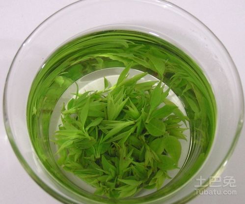 小叶苦丁茶价格 功效 和大叶苦丁茶的区别 副作用 土巴兔家居百科
