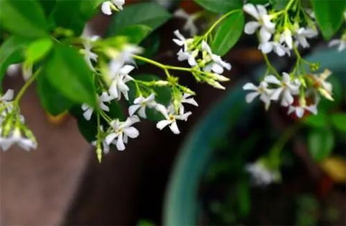 风车茉莉在冬天怎么露养 控水 铺稻草,在南方度冬没压力
