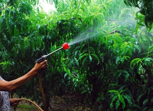 种植桃树怎么施肥 种植桃树追什么肥料