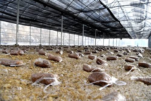 汶川 高半山建成10亩羊肚菌种植大棚