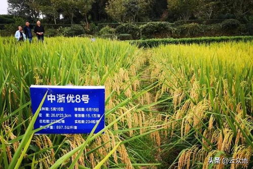 杂交稻中浙优8号,优质高产好稻米,抗性好收益稳