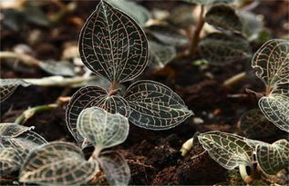 金线莲种植效益分析