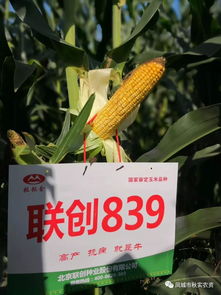 玉米新品种推介之一 联创839