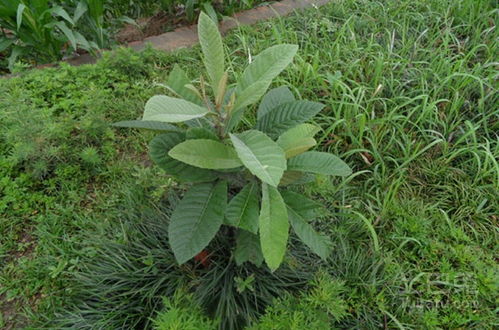 枇杷树移栽方法大推荐