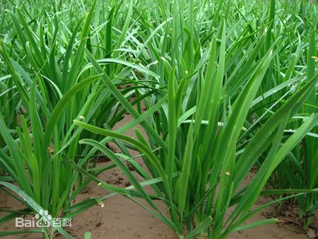 露天韭菜种植的气温