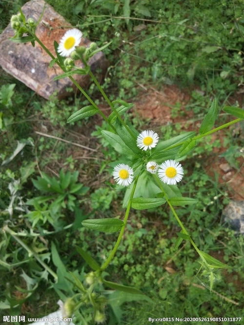 一年蓬图片