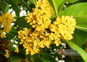 桂花茶产地在哪里