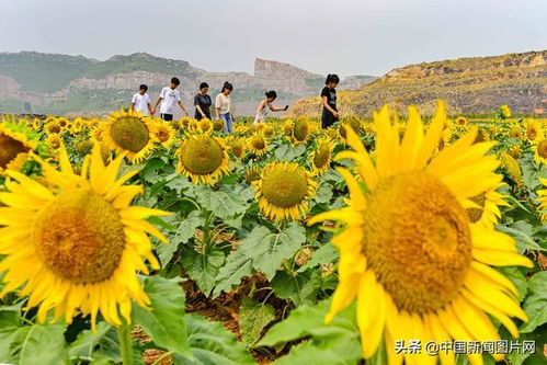 山东青州 废弃矿坑生态修复变花园