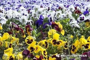 小学1 6年级数学知识点大汇总
