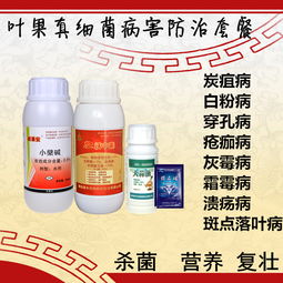 新鲜白果报价 厂家