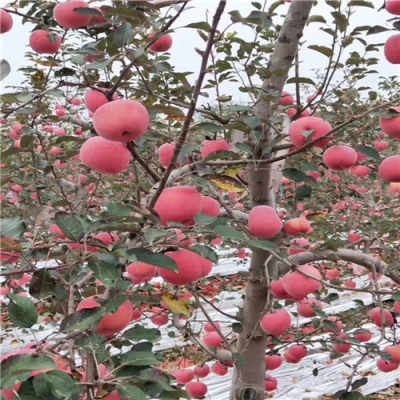 矮化苹果树苗 新品种苹果苗基地价格