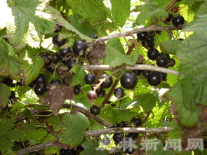 黑豆果的果实采收