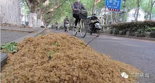 太烦人了 又到了杨絮柳絮满天飘的时候,怎么破