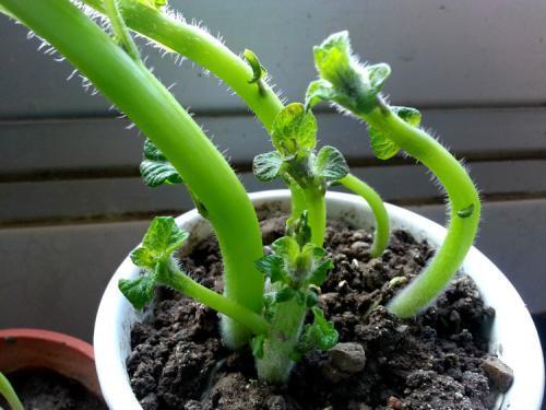 土豆发芽别扔了 砍成几段做盆栽,3个月收获一大筐土豆