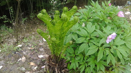 【江西省中药材种植基地】- 黄页88网