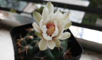 仙人掌科绯花玉一年能开几次花 不开花怎么办 繁殖方法是什么