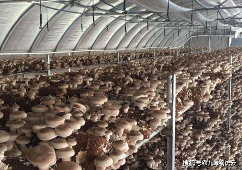 食用菌灭菌方法及锅炉选型