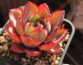多肉植物露养需要注意什么问题 用这个方法可以防止花盆长青苔