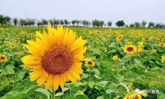 夏日向日葵已绽放 离成都最近的5片向日葵花海