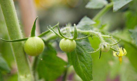 低毒 高效 广谱杀菌 甲基硫菌灵使用方案大全