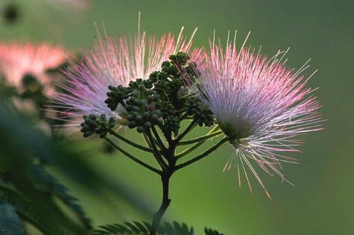 合欢花为什么叫苦情花 鬼树 合欢花植物特征