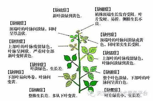 作物缺素诊断图解