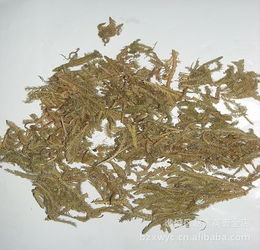 供应伸筋草又名舒筋草 龙须草 鹿角草 中草药批发大全 实拍图片,供应伸筋草又名舒筋草 龙须草 鹿角草 中草药批发大全 实拍图片大全,亳州市谯城区张盼盼中药材种植专业合作社