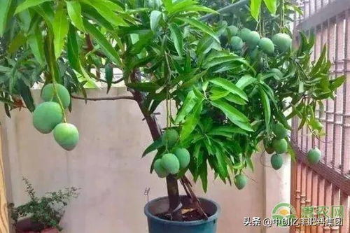 芒果盆栽几年才能结果 芒果盆栽要怎么嫁接