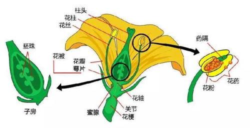 自然认知 植物形态辨认图解