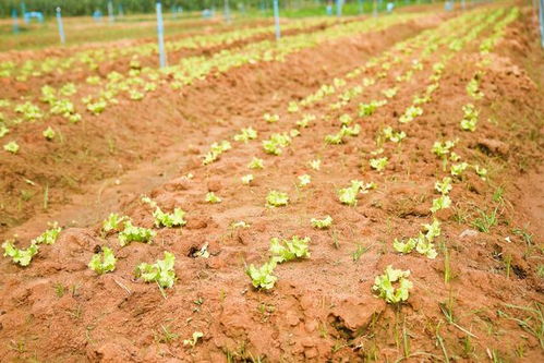 生菜进入露天种植时期,正确育苗定值是丰收的第一步