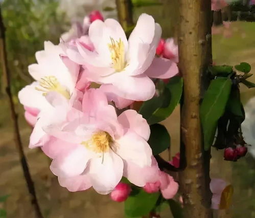 瑞贝卡 桃花 杏花 梨花 李花 樱花......你分不清吧