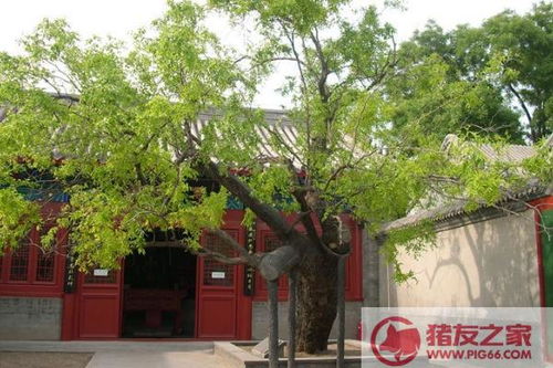 为什么说柿子树是凶树 柿子树种到院子里禁忌