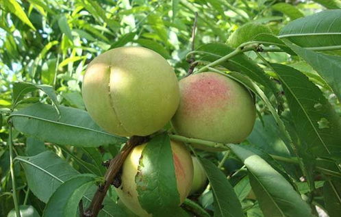 桃树保花保果用什么肥料 桃树膨大的好方法,桃树什么时候喷肥料