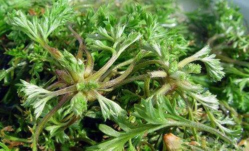 三月不吃太可惜,农村到处都是,超市12元一斤,老人孩子都能吃