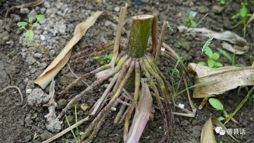田紫草又名麦家公,是春天麦田常见野菜