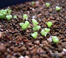 哪些植物不能用椰砖