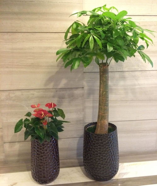 家居8大空间与植物摆放位置风水关系