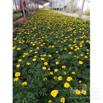 【孔雀草种植基地】- 黄页88网