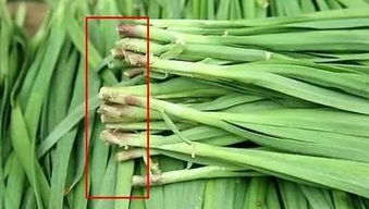 它是3月第一菜,血管心脏最爱 吃之前千万别忘了这3步,否则