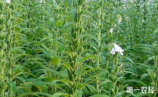芝麻怎么种 芝麻的高产施肥技术