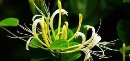 科普 此花有毒 清明出行看见这花别乱摘