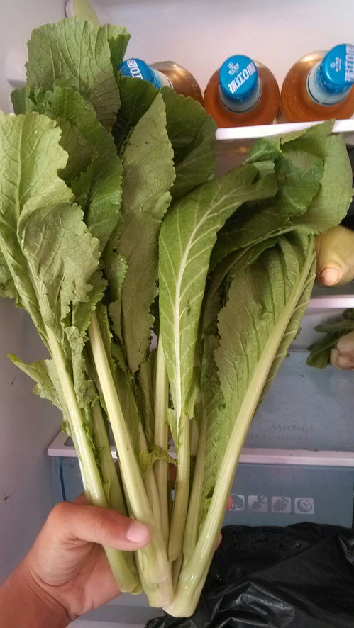 这种青菜学名叫什么啊