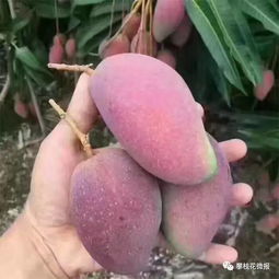 好消息 攀枝花芒果开卖啦
