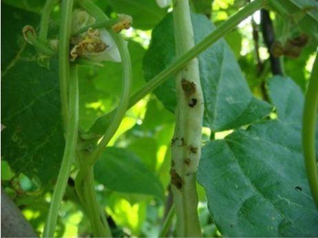 四季豆豆荚螟难防治 用好3个防治措施,轻松防好虫害