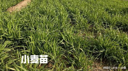小麦打矮壮素的最佳时间你是否知道 错过最佳时间,小麦受影响